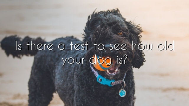Is there a test to see how old your dog is?