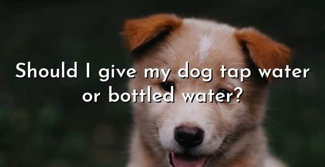 Should I give my dog tap water or bottled water?