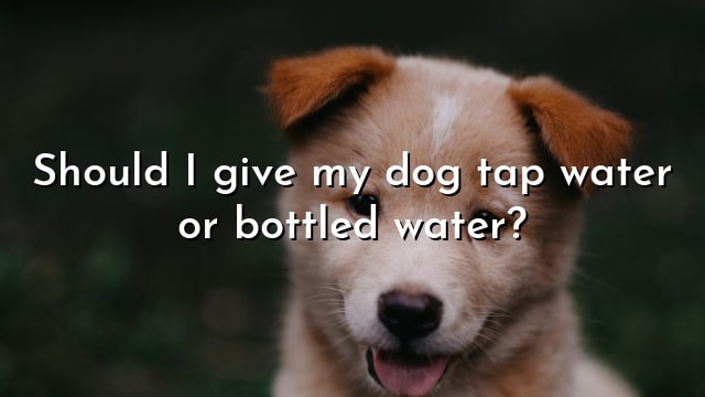 Should I give my dog tap water or bottled water?