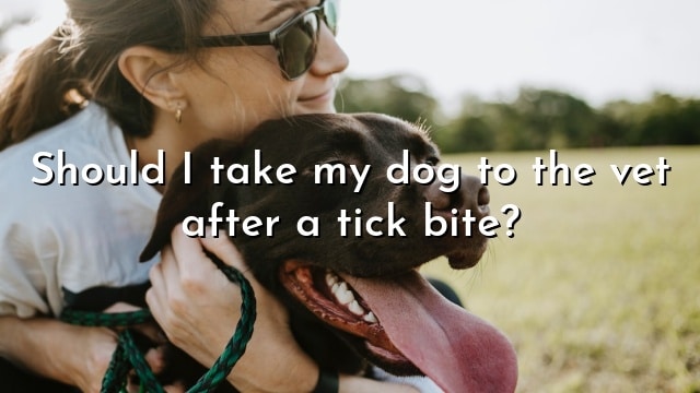 Should I take my dog to the vet after a tick bite?