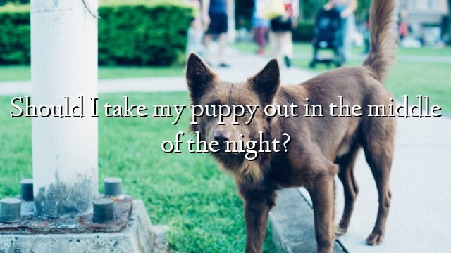 Should I take my puppy out in the middle of the night?