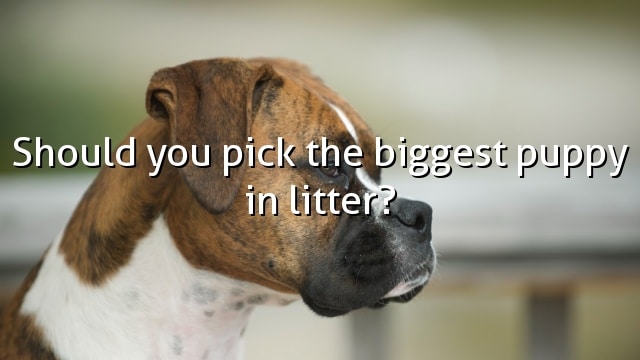Should you pick the biggest puppy in litter?