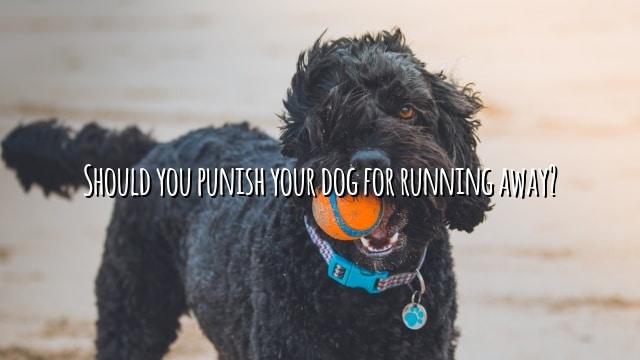 Should you punish your dog for running away?