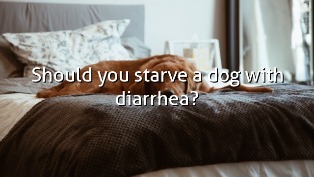 Should you starve a dog with diarrhea?