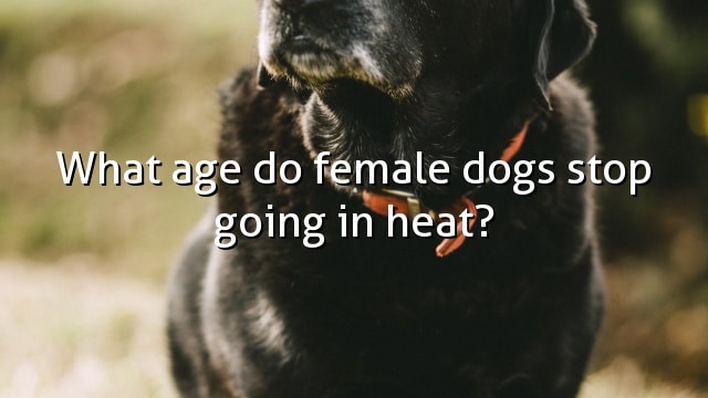 What age do female dogs stop going in heat?