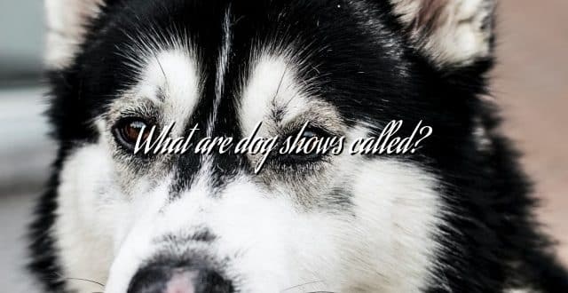 What are dog shows called?