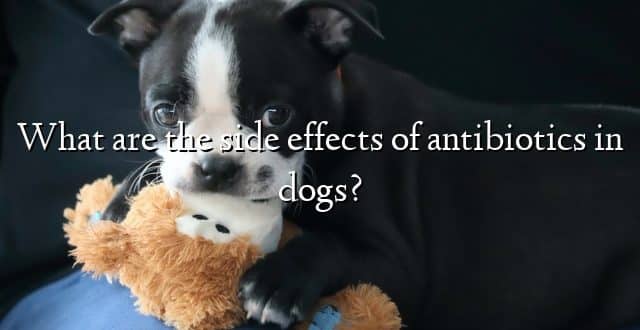 What are the side effects of antibiotics in dogs?
