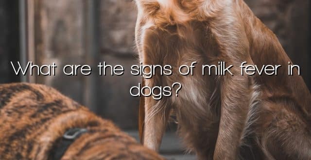 What are the signs of milk fever in dogs?