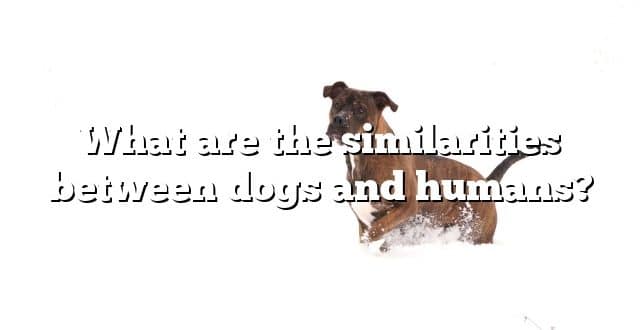 What are the similarities between dogs and humans?