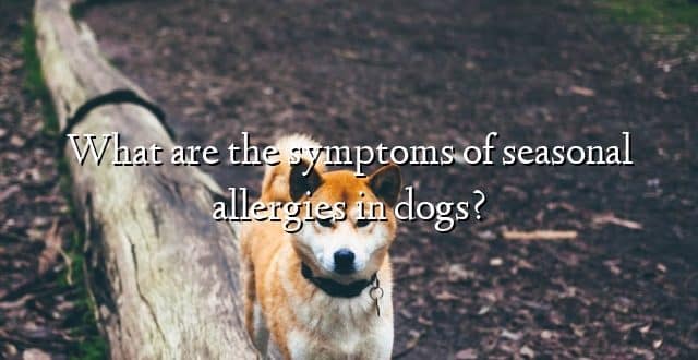 What are the symptoms of seasonal allergies in dogs?