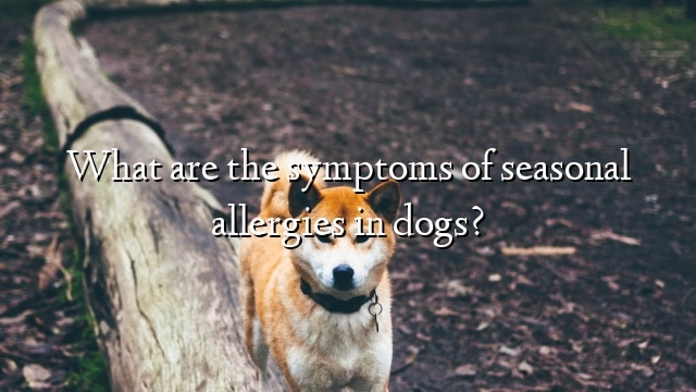 What are the symptoms of seasonal allergies in dogs?