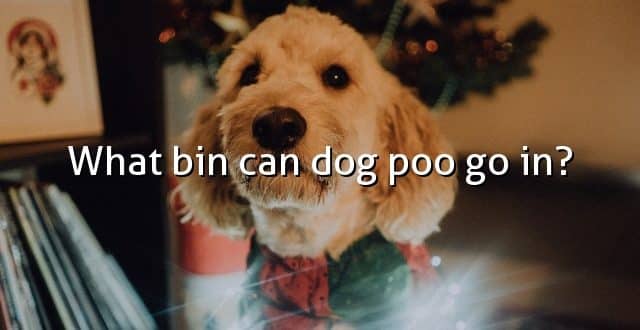 What bin can dog poo go in?