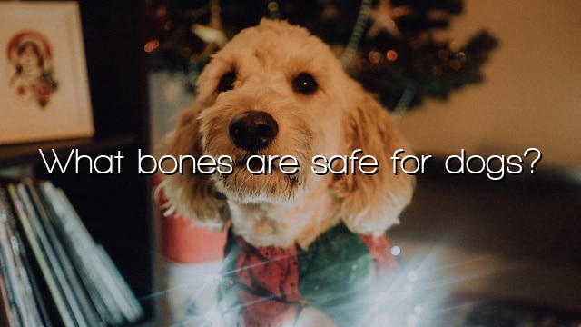 What bones are safe for dogs?