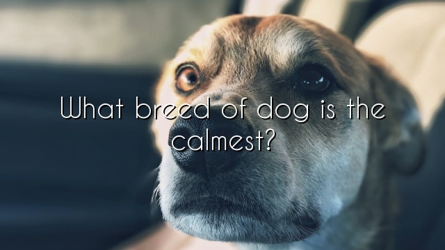 What breed of dog is the calmest?