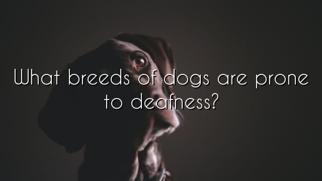 What breeds of dogs are prone to deafness?