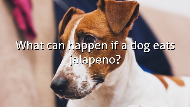 What can happen if a dog eats jalapeno?