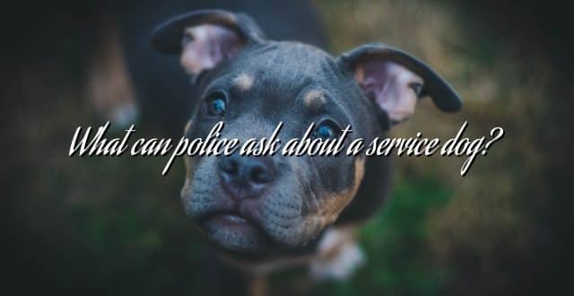 What can police ask about a service dog?