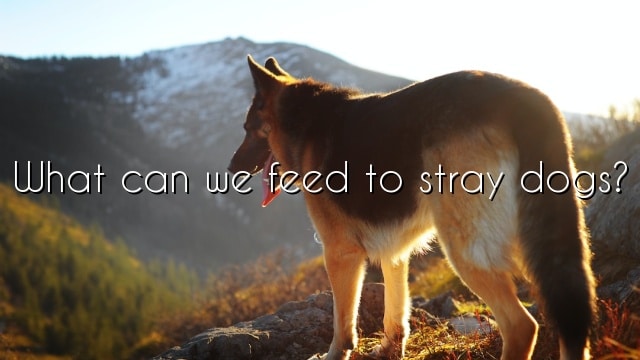 What can we feed to stray dogs?
