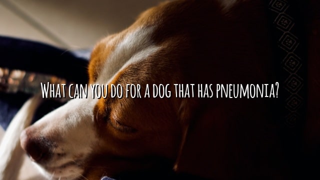 What can you do for a dog that has pneumonia?