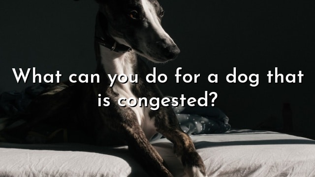 What can you do for a dog that is congested?