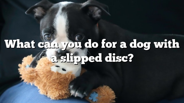 What can you do for a dog with a slipped disc?
