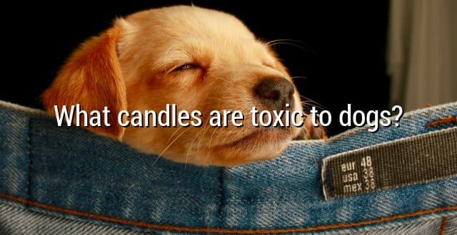 What candles are toxic to dogs?