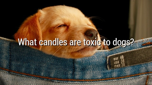 What candles are toxic to dogs?