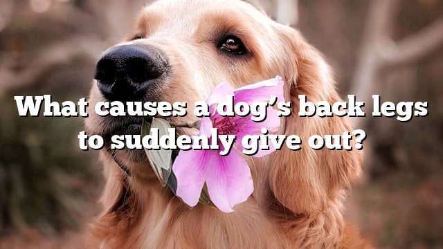 What causes a dog’s back legs to suddenly give out?