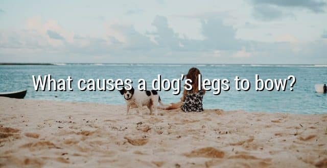What causes a dog’s legs to bow?