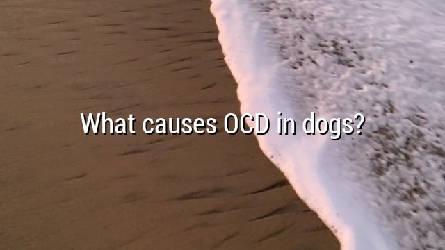 What causes OCD in dogs?