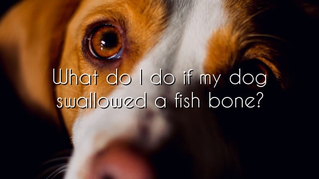 What do I do if my dog swallowed a fish bone?