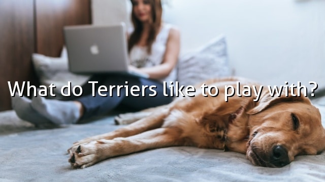 What do Terriers like to play with?