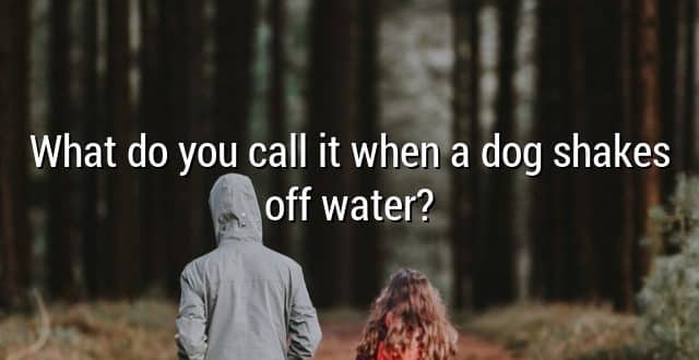 What do you call it when a dog shakes off water?