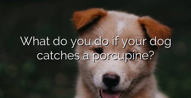 What do you do if your dog catches a porcupine?