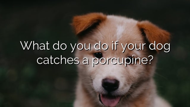What do you do if your dog catches a porcupine?