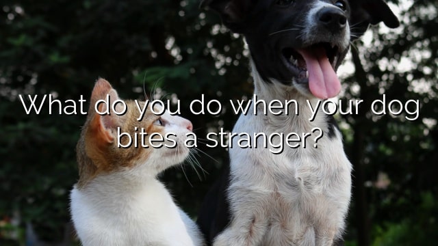 What do you do when your dog bites a stranger?