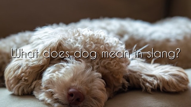 What does dog mean in slang?