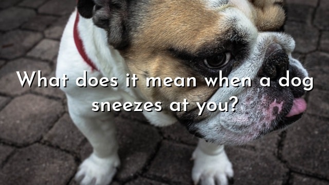 What does it mean when a dog sneezes at you?