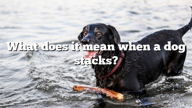 What does it mean when a dog stacks?