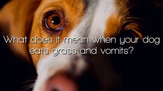 What does it mean when your dog eats grass and vomits?