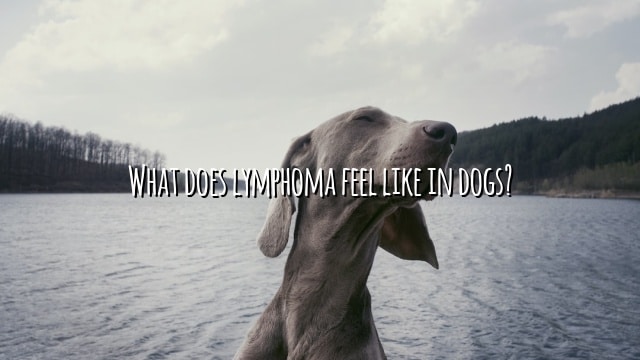 What does lymphoma feel like in dogs?