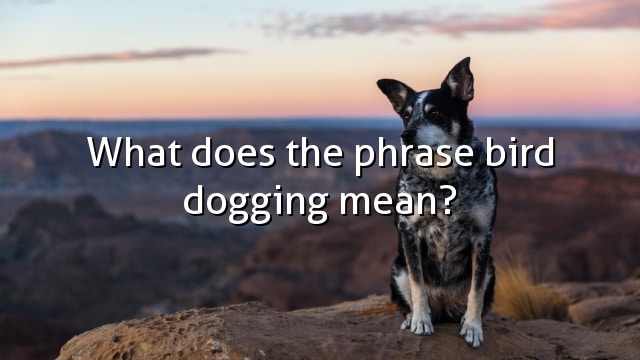 What does the phrase bird dogging mean?