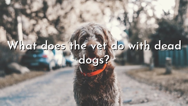 What does the vet do with dead dogs?