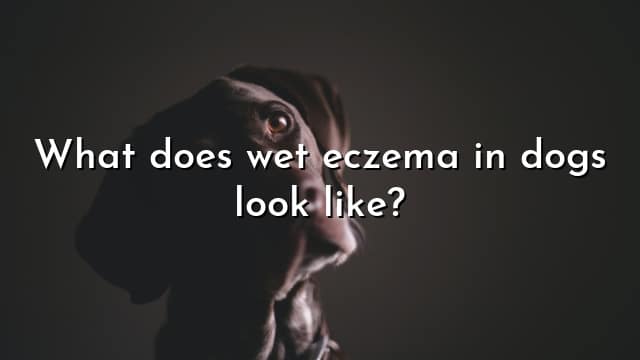 What does wet eczema in dogs look like?