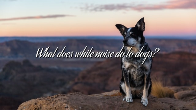 What does white noise do to dogs?
