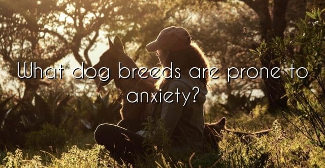 What dog breeds are prone to anxiety?