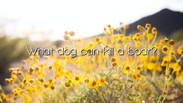 What dog can kill a boar?