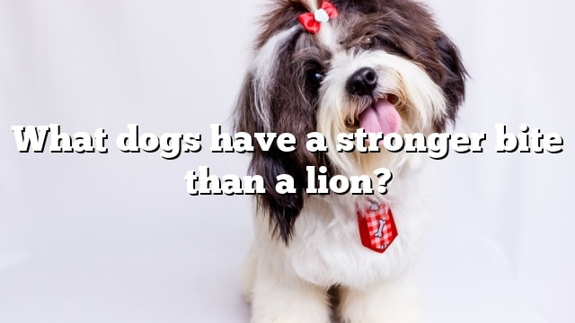 What dogs have a stronger bite than a lion?