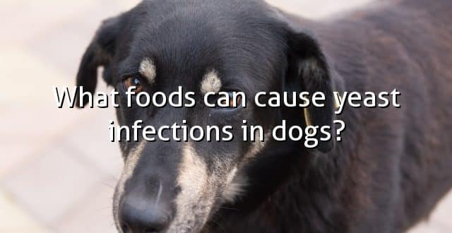 What foods can cause yeast infections in dogs?