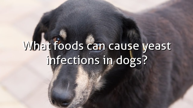 What foods can cause yeast infections in dogs?